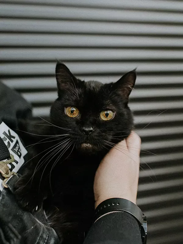 The Black Cat – Mascot at Black Cat lock and key